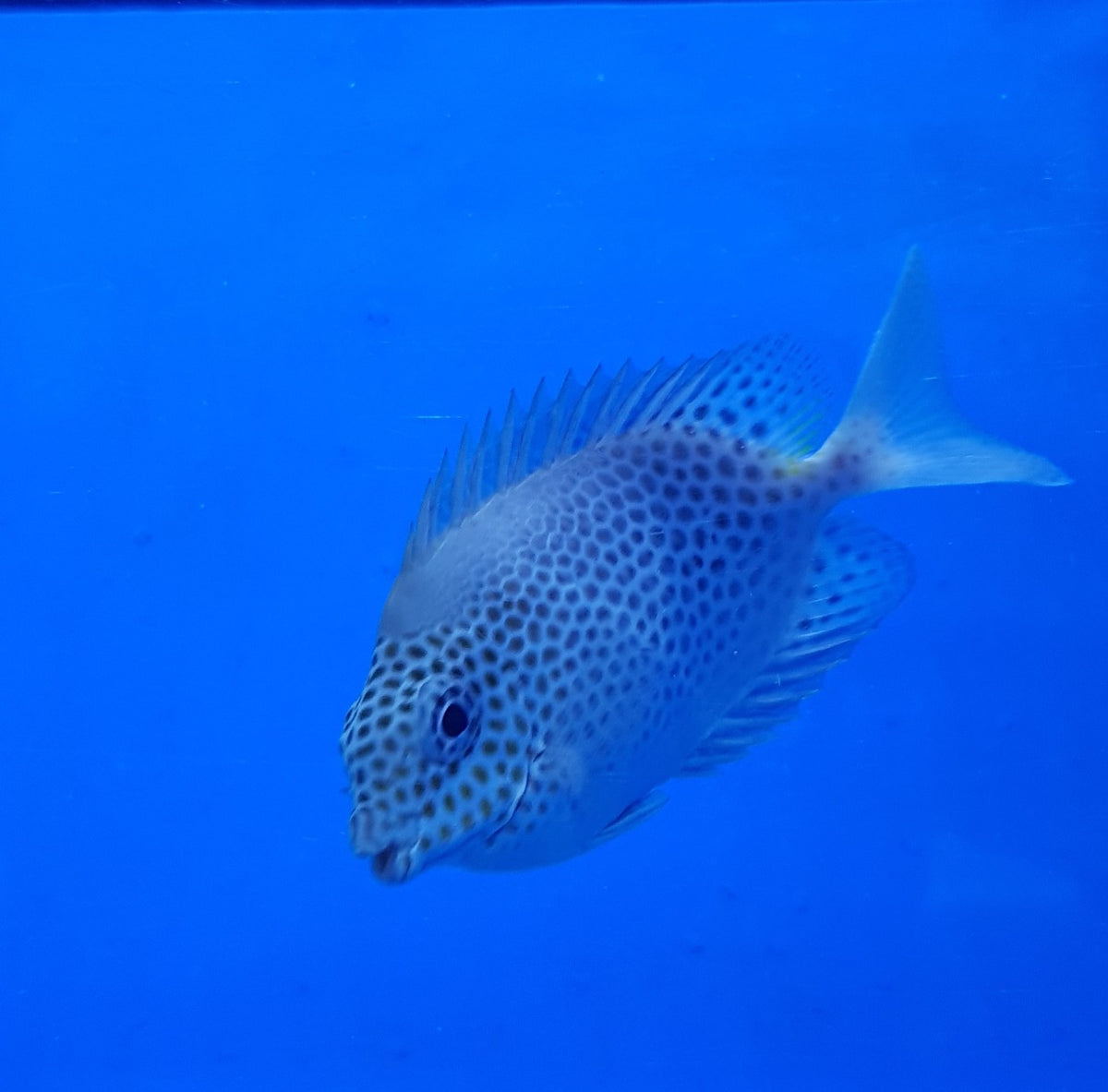 Siganus stellatus