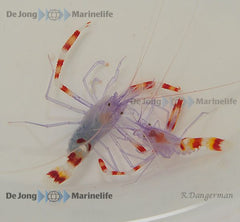 Stenopus tenuirostris