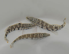 Serranus tigrinus