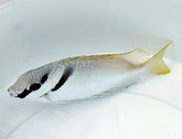 Siganus virgatus