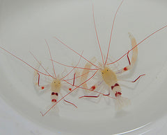 Stenopus zanzibaricus (Pair)