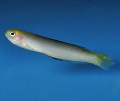 Trachinops noarlungae