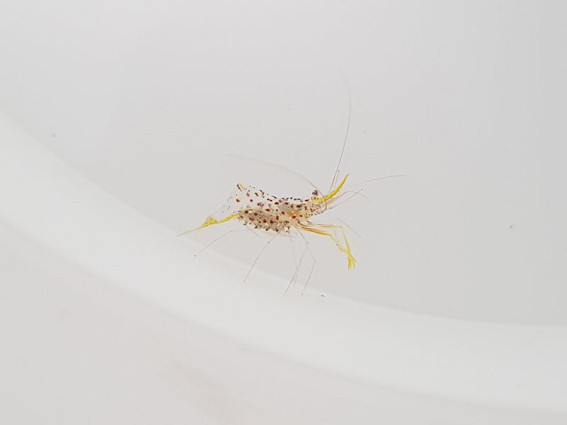 Urocaridella degravei