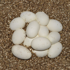 HABISTAT VERMICULIET SUBSTRAAT FIJN 5 LITER