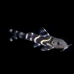 Synodontis albolineatus Rugzwemmer M