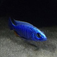 Sciaenochromis fryeri iceberg 6-7 cm