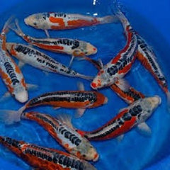 Cyprinus carpio koi A 20-25 cm