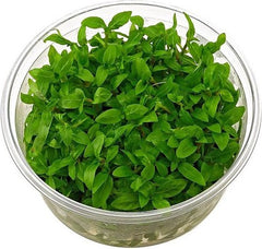 Staurogyne repens in cup 100 cc @