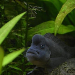 Steatocranis casuarius 4-5 cm