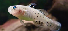 Stigmatogobius sadanundio M