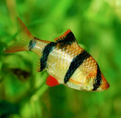 Barbus tetrazona Sumatraan L