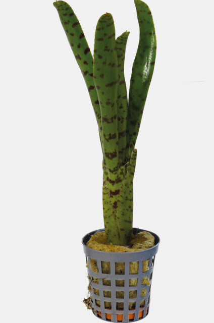 PT-NEOREGELIA PUCTATISSIMA