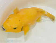 Arothron citrinellus (Full yellow)