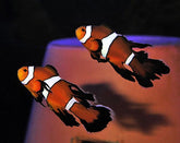 Amphiprion ocellaris longfin (pair) - T.B.