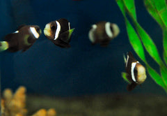 Amphiprion mccullochi - T.B.