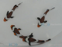 Amphiprion ocellaris mocha - T.B.