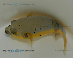 Arothron nigropunctatus (Yellow phase)