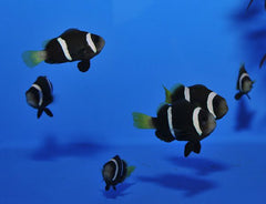 Amphiprion sebae - T.B.