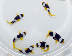 Amphiprion sebae - T.B.