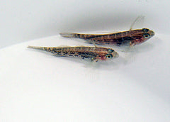 Asterropteryx semipunctata - T.B.