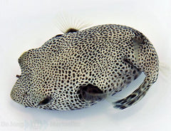 Arothron stellatus