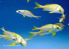 Anisotremus virginicus - T.B.