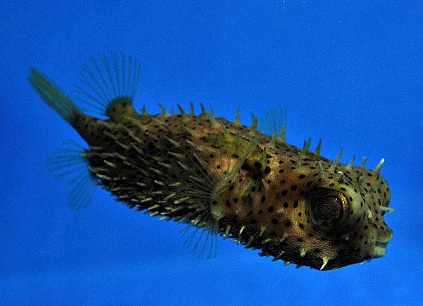 Chilomycterus antennatus
