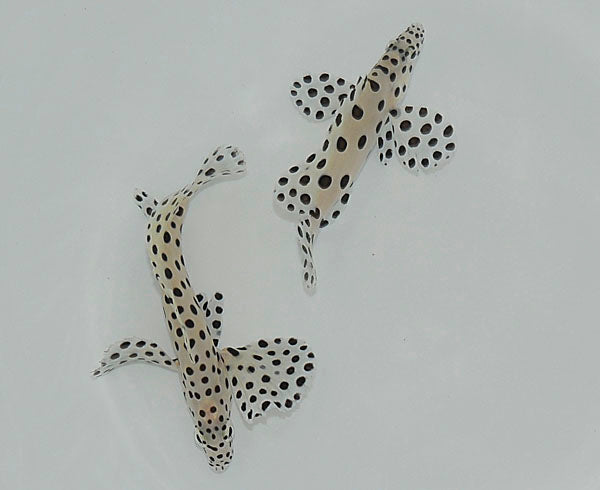 Cromileptes altivelis - T.B.