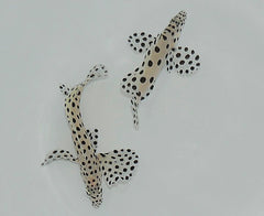 Cromileptes altivelis - T.B.