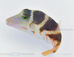 Canthigaster coronata