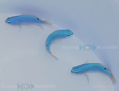 Chrysiptera cyanea - T.B.