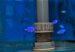 Chrysiptera cyanea (Orange tail) - T.B.