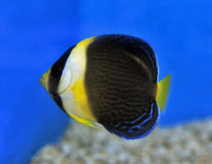 Chaetodontoplus duboulayi (Male) - T.B.