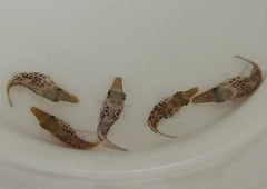 Canthigaster leoparda