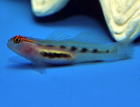 Elacatinus puncticulatus - T.B.