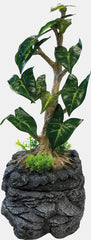 REPTO WATER DRIPPING TREE