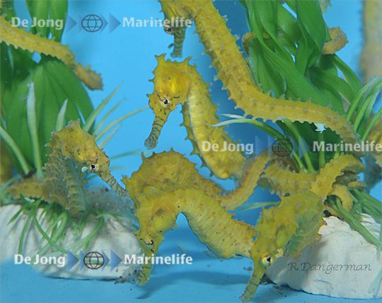Hippocampus barbouri - T.B.