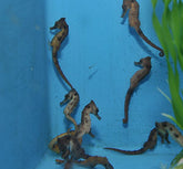 Hippocampus kuda - T.B.