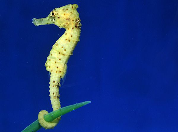Hippocampus kuda (Yellow) - T.B.