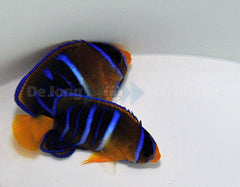 Holacanthus passer - T.B.