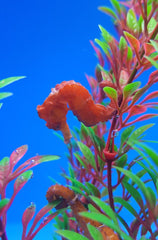 Hippocampus reidi (Bright red) - T.B.