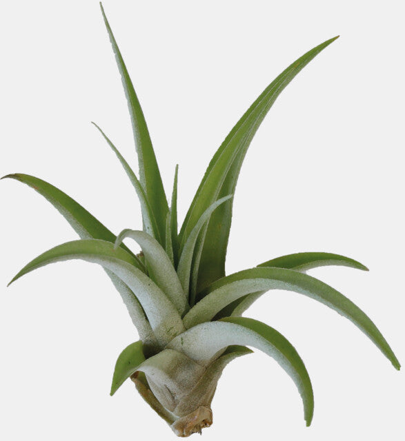 PT-TILLANSIA CAPITATA PEACH