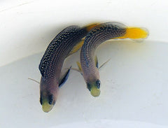 Manonichthys splendens - T.B.