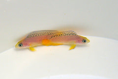 Manonichthys splendens - T.B.