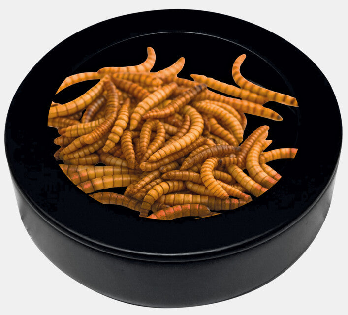 REPTO DECO WORM DISH