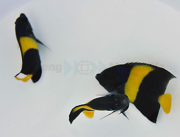 Pomacanthus asfur - T.B.