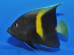 Pomacanthus maculosus - T.B.