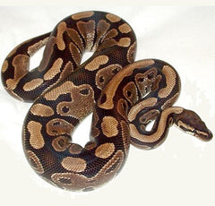 Ballpython classic