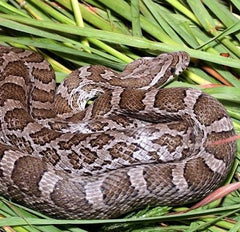 Pantherophis emoryi