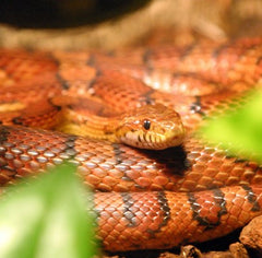 Pantherophis guttatus